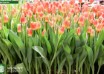 Tulipa Hypnose (2)